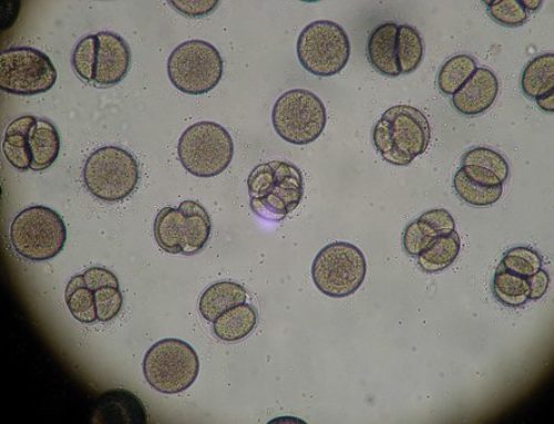 Is it a Pseudomonas Sinus infection? A Look at Pseudomonas Sinusitis