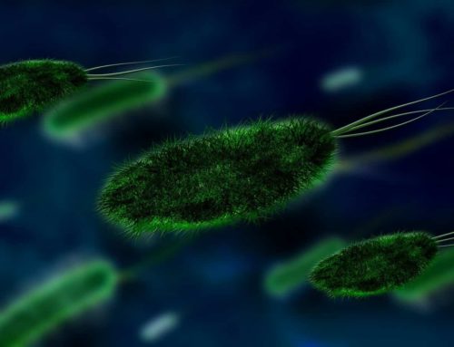 The Evolution of Bacteria & Antibiotics