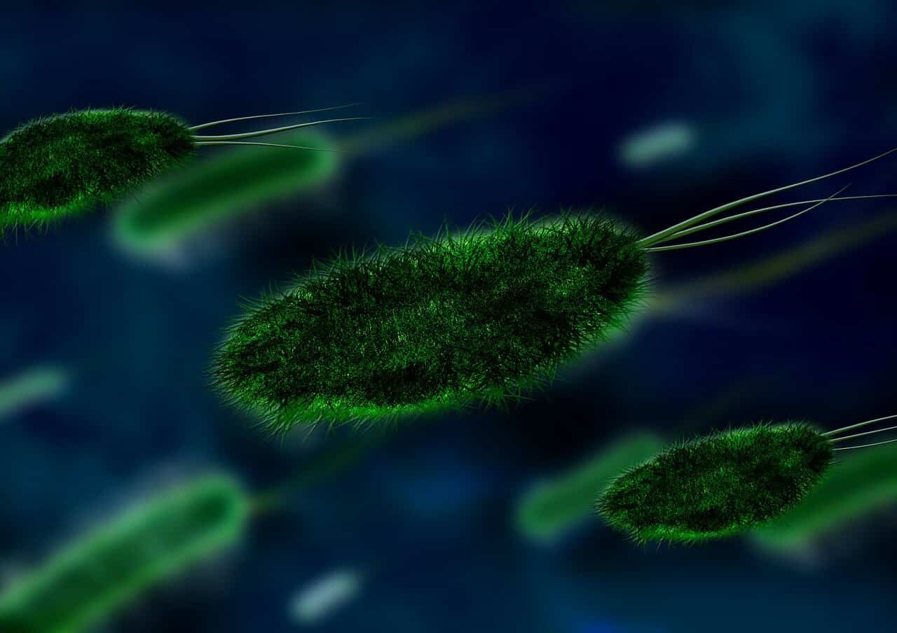 The Evolution of Bacteria & Antibiotics